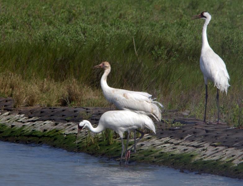 Whooping cranes
